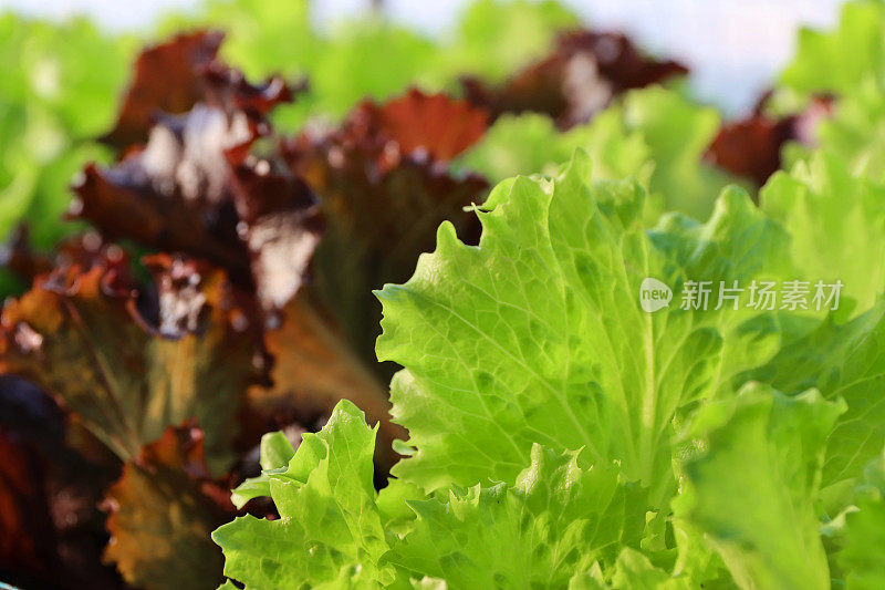 红色和绿色珊瑚生菜叶子的特写图像，Lollo Bionda(浅绿色)，Lollo Rosso(红色)，抬高的蔬菜花园床，聚焦前景